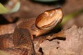 Copperhead Snake (Agkistrodon contortrix)