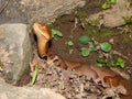 Copperhead Snake (Agkistrodon contortrix) Royalty Free Stock Photo