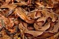 Copperhead Snake (Agkistrodon contortrix) Royalty Free Stock Photo