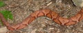 Copperhead Snake (Agkistrodon contortrix) Royalty Free Stock Photo