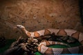 Copperhead snake Agkistrodon contortrix - exotic venomous snake Royalty Free Stock Photo