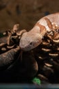 Copperhead snake Agkistrodon contortrix - exotic venomous snake Royalty Free Stock Photo