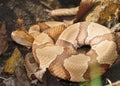 Copperhead Snake, Agkistrodon contortrix phaeogaster