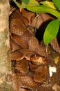 Copperhead Snake (Agkistrodon contortrix)