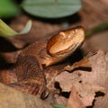 Copperhead Snake (Agkistrodon contortrix)