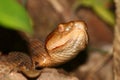 Copperhead Snake (Agkistrodon contortrix)