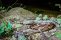 Copperhead snake