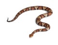Copperhead snake or highland moccasin Royalty Free Stock Photo