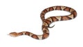 Copperhead snake or highland moccasin Royalty Free Stock Photo