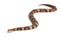 Copperhead snake or highland moccasin Royalty Free Stock Photo