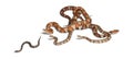 Copperhead snake or highland moccasin Royalty Free Stock Photo