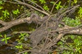 Brown Water Snake Slithering On Branches