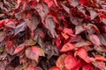 Copperleaf plant Acalypha wilkesiana, red leaves - Pembroke Pines, Florida, USA Royalty Free Stock Photo