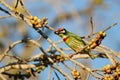 Coppersmith Barbet