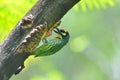 Coppersmith barbet Royalty Free Stock Photo