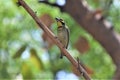 Coppersmith barbet basking in sunlight Royalty Free Stock Photo