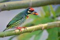 Coppersmith barbet bird