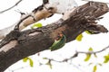 The coppersmith barbet bird