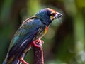 The Coppersmith barbet bird in the garden Royalty Free Stock Photo