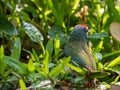The Coppersmith barbet bird in the garden Royalty Free Stock Photo