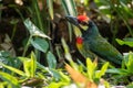 The Coppersmith barbet bird in the garden Royalty Free Stock Photo