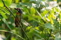 The Coppersmith barbet bird in garden Royalty Free Stock Photo