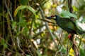 The Coppersmith barbet bird in garden Royalty Free Stock Photo