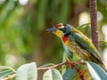The Coppersmith barbet bird Royalty Free Stock Photo