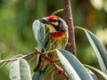 The Coppersmith barbet bird Royalty Free Stock Photo