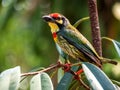 The Coppersmith barbet bird Royalty Free Stock Photo