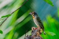 Coppersmith Barbet bird (Megalaima haemacephala) Royalty Free Stock Photo