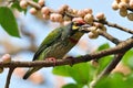 Coppersmith Barbet 2 Royalty Free Stock Photo
