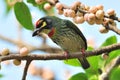 Coppersmith Barbet 1 Royalty Free Stock Photo