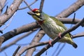 Coppersmith barbet, colorful tropical bird of India Royalty Free Stock Photo