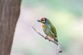 Coppersmith barbet crimson-breasted barbet Royalty Free Stock Photo