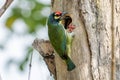 Coppersmith barbet drilling a hole