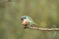 Coppersmith barbet having fruits with beautiful background at Karnataka,India. Beautiful bird with beautiful background.