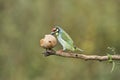 Coppersmith barbet having fruits with beautiful background at Karnataka,India. Beautiful bird with beautiful background.