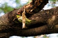 Coppersmith Barbet at its nest