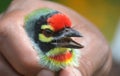 Coppersmith barbet juvenile Royalty Free Stock Photo