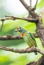 Coppersmith Barbet Royalty Free Stock Photo