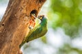 Coppersmith Barbet Megalaima haemacephala perching for feeding to baby bird