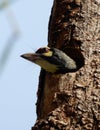 A coppersmith barbet peeping out from its nest Royalty Free Stock Photo