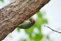 Coppersmith barbet perched