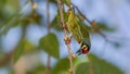 Coppersmith Barbet (Psilopogon haemacephalus)