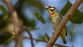 Coppersmith Barbet (Psilopogon haemacephalus)