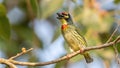 Coppersmith Barbet (Psilopogon haemacephalus)