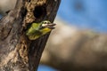 Coppersmith BarbetMegalaima haemacephala, A chick waits for his feed from mother,