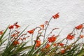 Coppertips or Montbretia