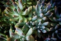 Coppertone stonecrop plants background Royalty Free Stock Photo